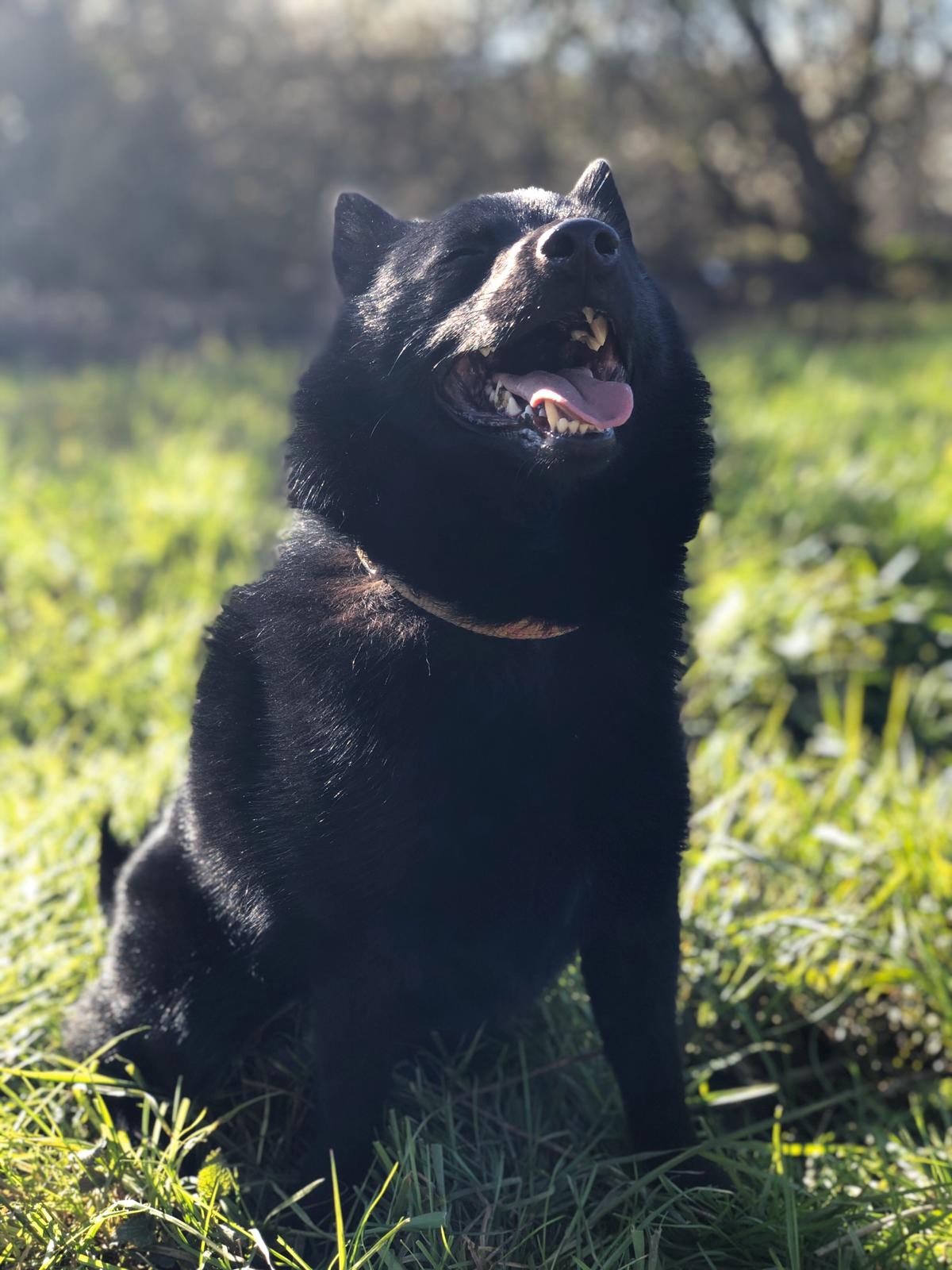 Un Schipperke